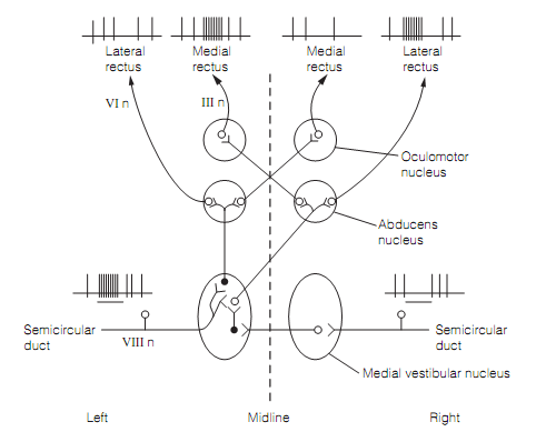 141_Gaze stabilization 1.png